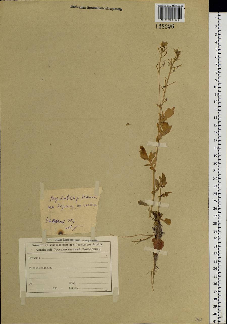 Barbarea arcuata (Opiz ex J. Presl & C. Presl) Rchb., Siberia, Altai & Sayany Mountains (S2) (Russia)