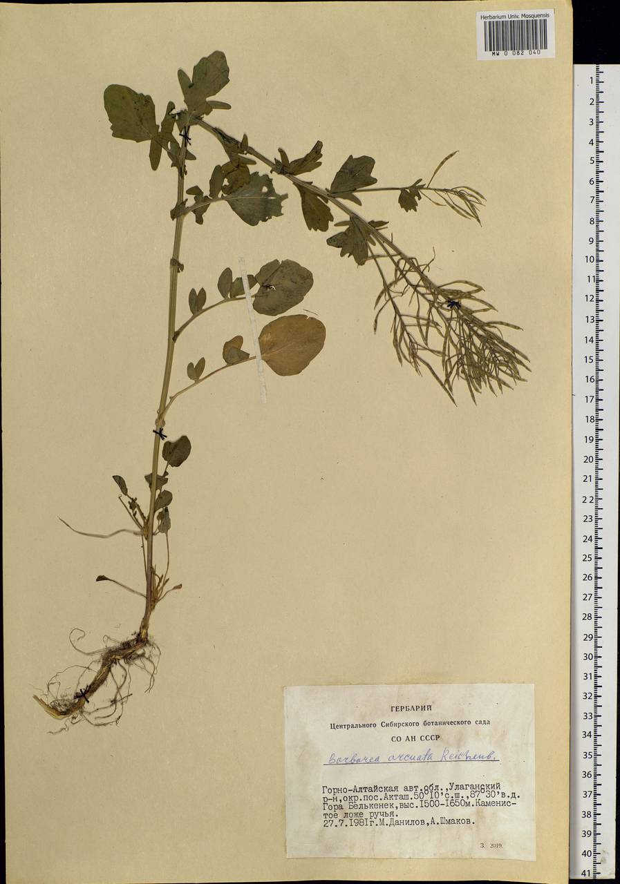 Barbarea arcuata (Opiz ex J.Presl & C.Presl) Rchb., Siberia, Altai & Sayany Mountains (S2) (Russia)