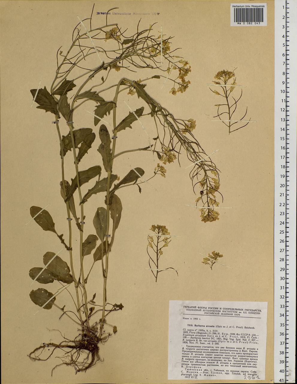 Barbarea arcuata (Opiz ex J. Presl & C. Presl) Rchb., Siberia, Western Siberia (S1) (Russia)