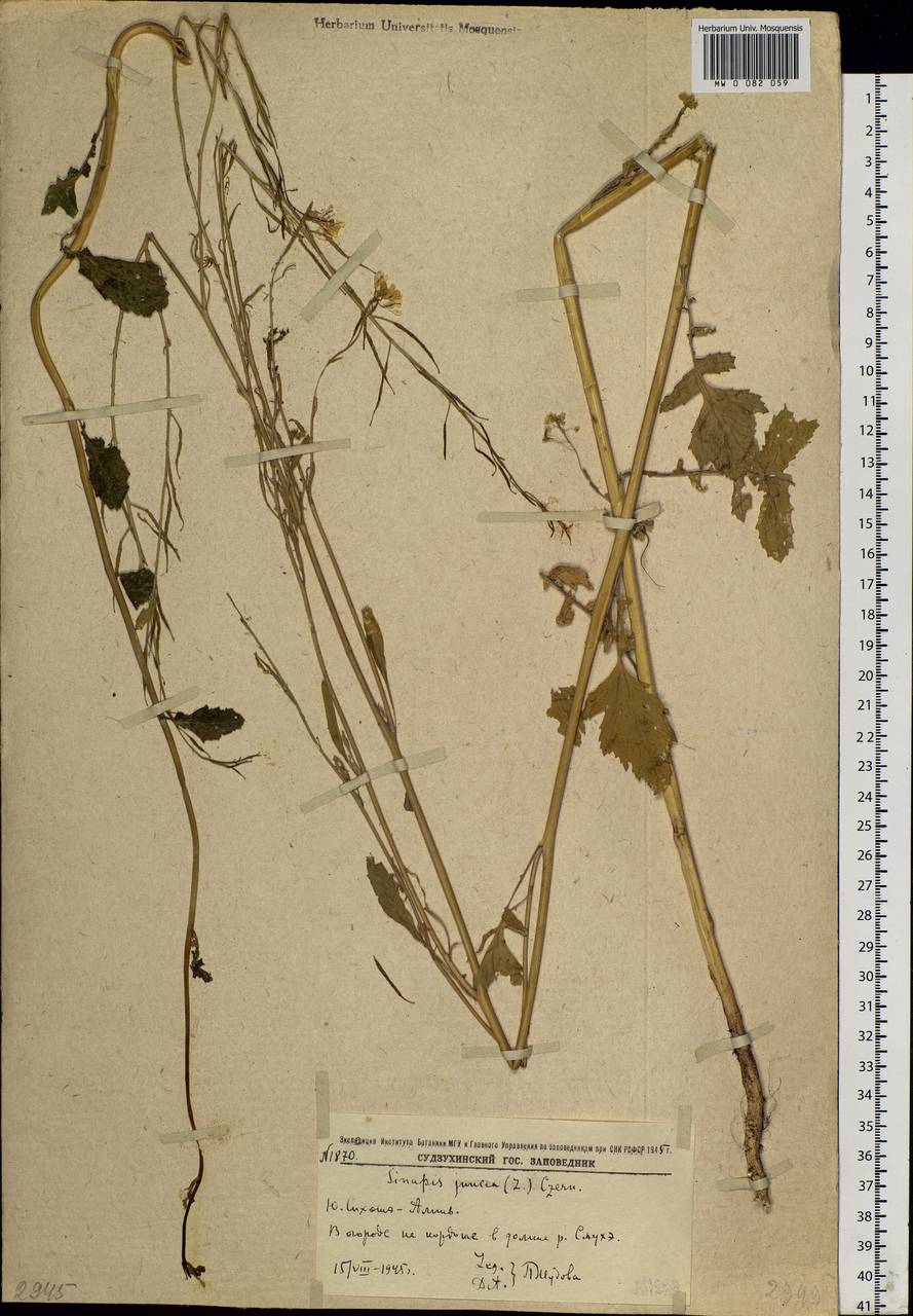 Brassica juncea (L.) Czern., Siberia, Russian Far East (S6) (Russia)