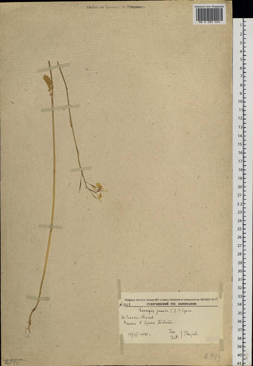 Brassica juncea (L.) Czern., Siberia, Russian Far East (S6) (Russia)