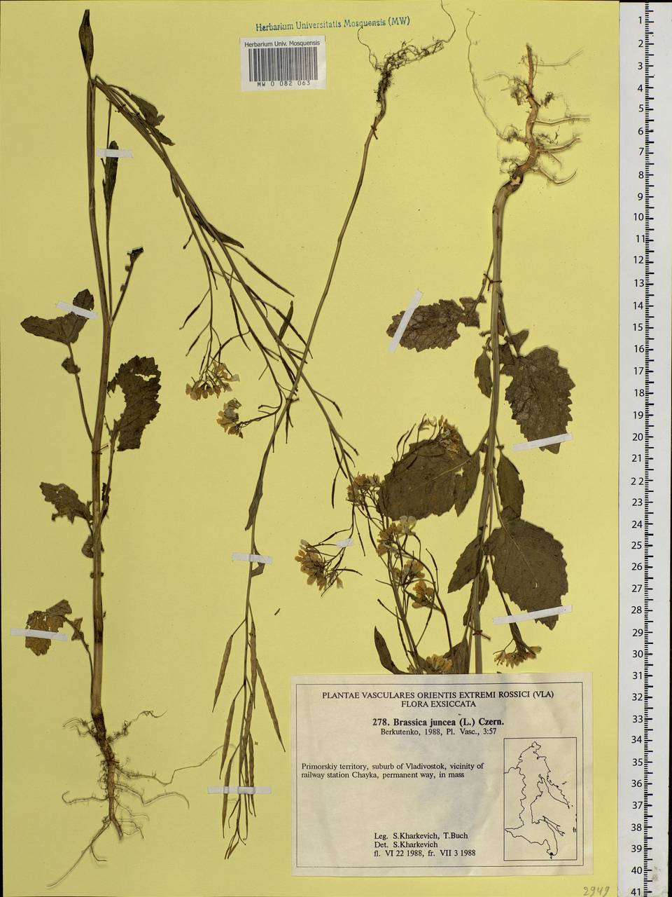 Brassica juncea (L.) Czern., Siberia, Russian Far East (S6) (Russia)