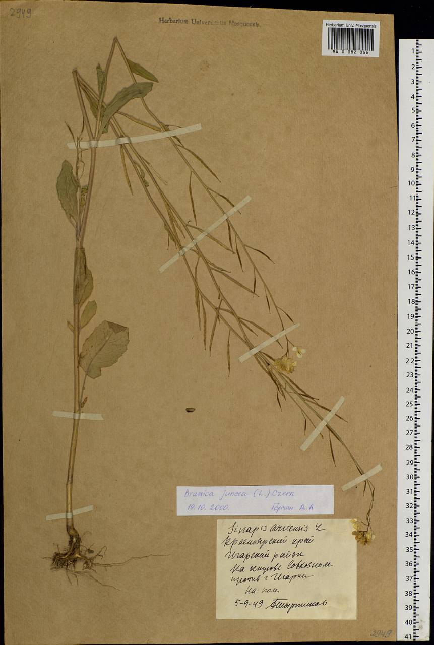 Brassica juncea (L.) Czern., Siberia, Central Siberia (S3) (Russia)