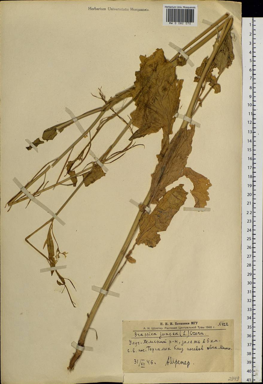 Brassica juncea (L.) Czern., Siberia, Altai & Sayany Mountains (S2) (Russia)