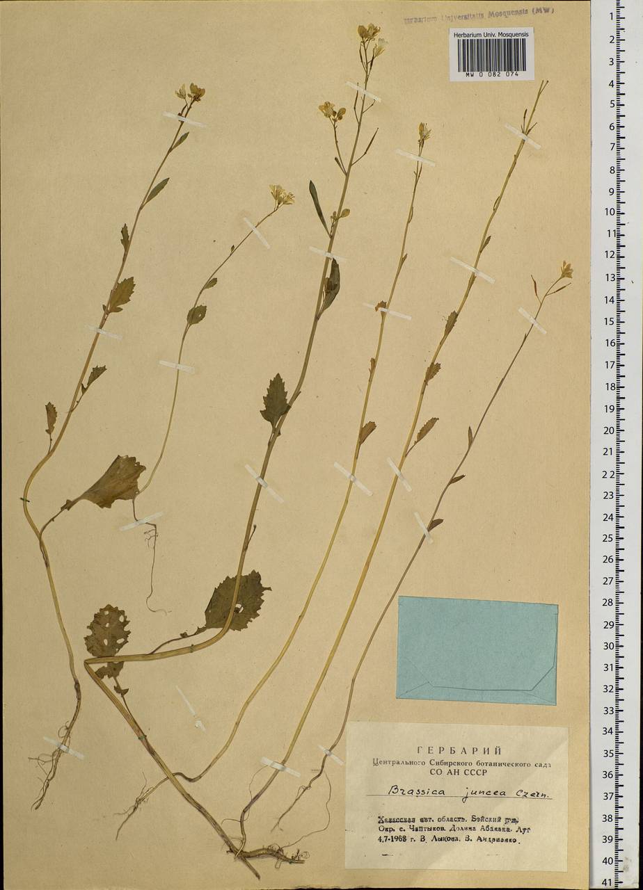 Brassica juncea (L.) Czern., Siberia, Altai & Sayany Mountains (S2) (Russia)