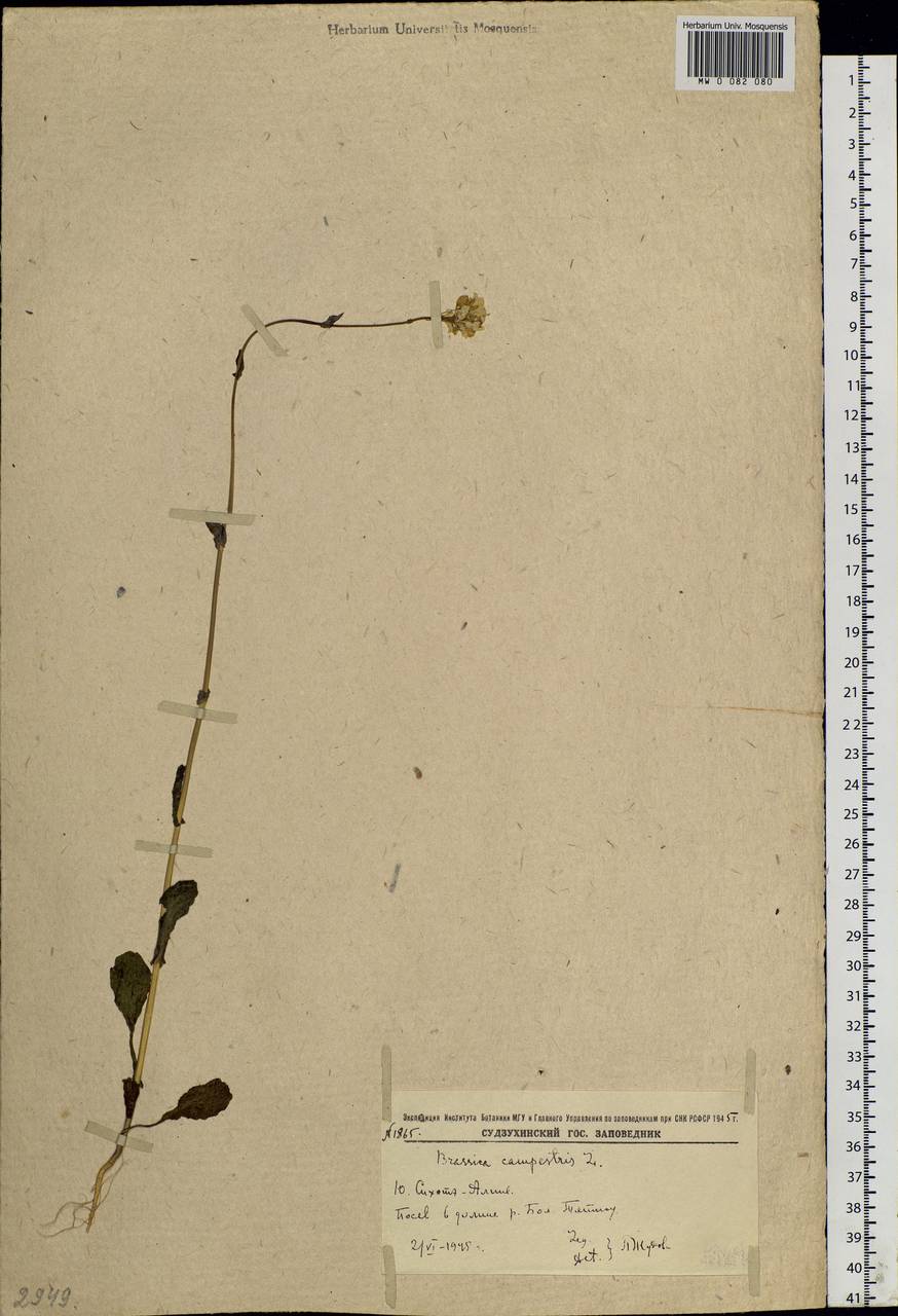 Brassica rapa subsp. oleifera (DC.) Metzg., Siberia, Russian Far East (S6) (Russia)