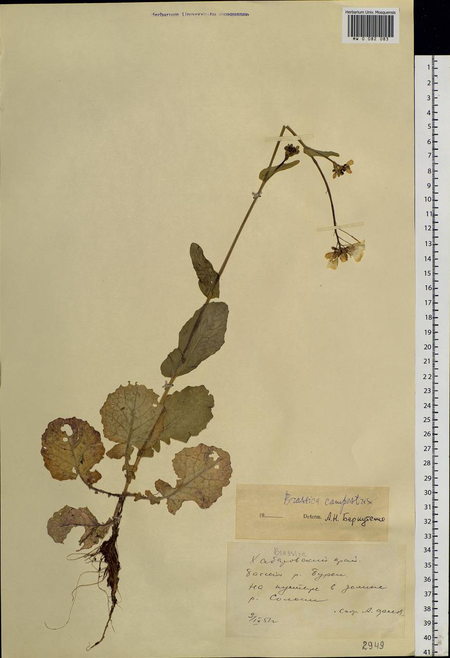 Brassica rapa subsp. sylvestris (L.) Janch., Siberia, Russian Far East (S6) (Russia)