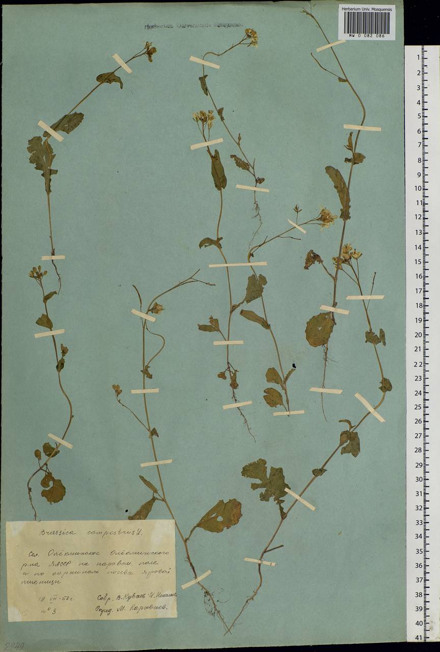 Brassica rapa subsp. oleifera (DC.) Metzg., Siberia, Yakutia (S5) (Russia)