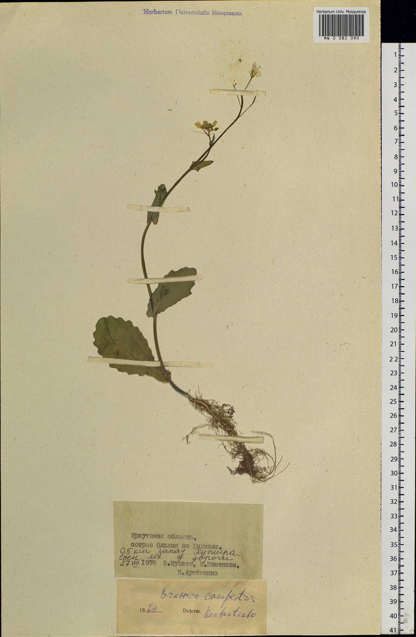 Brassica rapa subsp. sylvestris (L.) Janch., Siberia, Baikal & Transbaikal region (S4) (Russia)