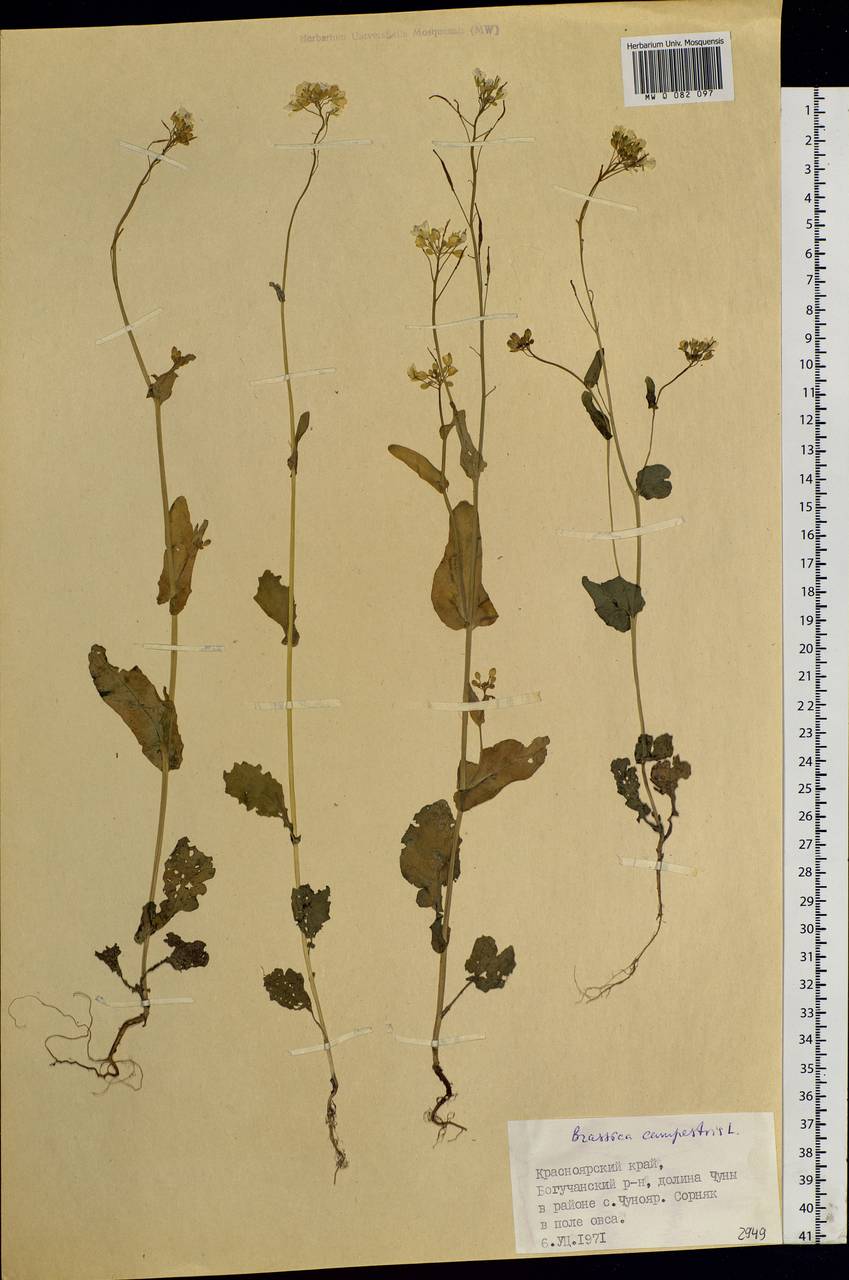 Brassica rapa subsp. oleifera (DC.) Metzg., Siberia, Central Siberia (S3) (Russia)