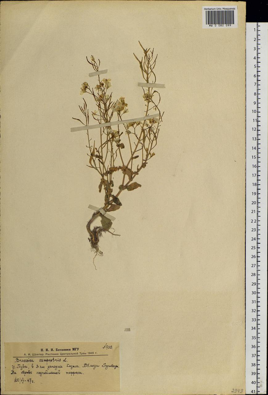 Brassica rapa subsp. oleifera (DC.) Metzg., Siberia, Altai & Sayany Mountains (S2) (Russia)