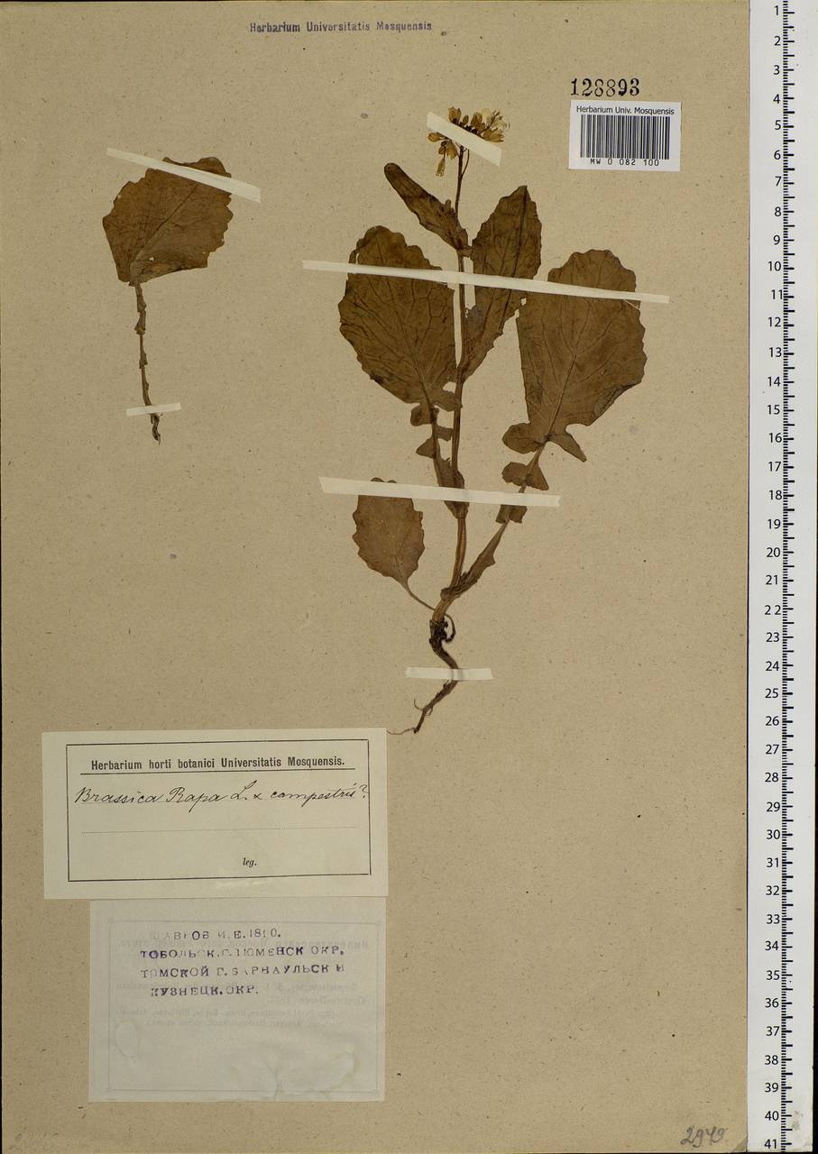 Brassica rapa subsp. sylvestris (L.) Janch., Siberia, Altai & Sayany Mountains (S2) (Russia)