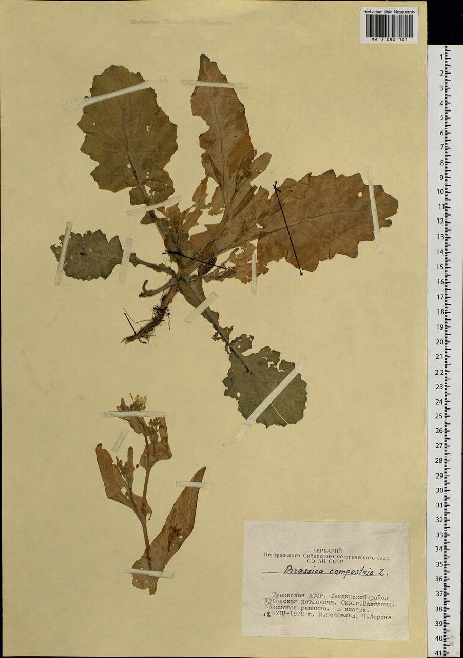 Brassica rapa subsp. sylvestris (L.) Janch., Siberia, Altai & Sayany Mountains (S2) (Russia)