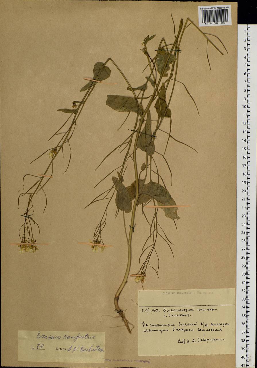 Brassica rapa subsp. oleifera (DC.) Metzg., Siberia, Western Siberia (S1) (Russia)