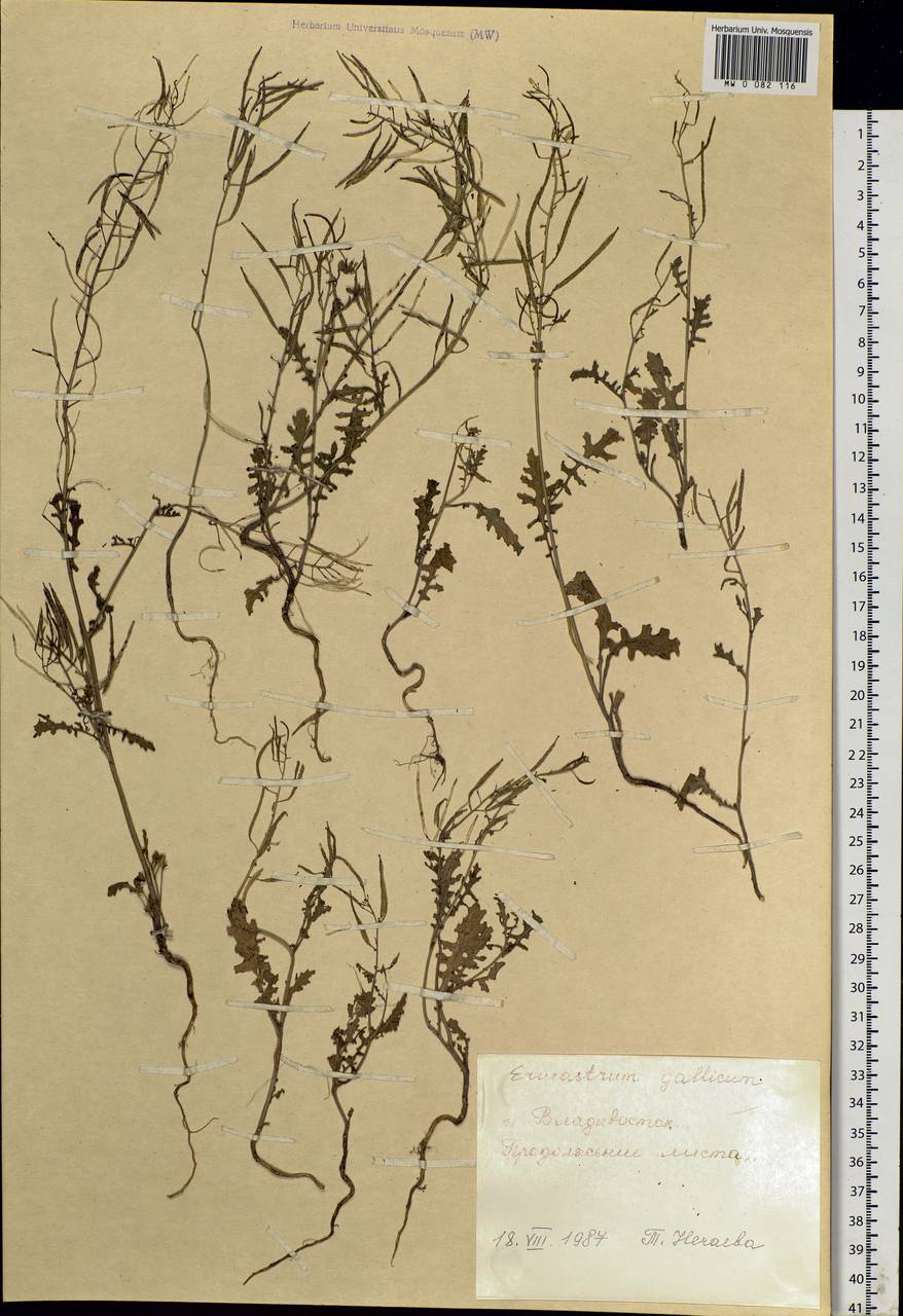 Erucastrum gallicum (Willd.) O. E. Schulz, Siberia, Russian Far East (S6) (Russia)