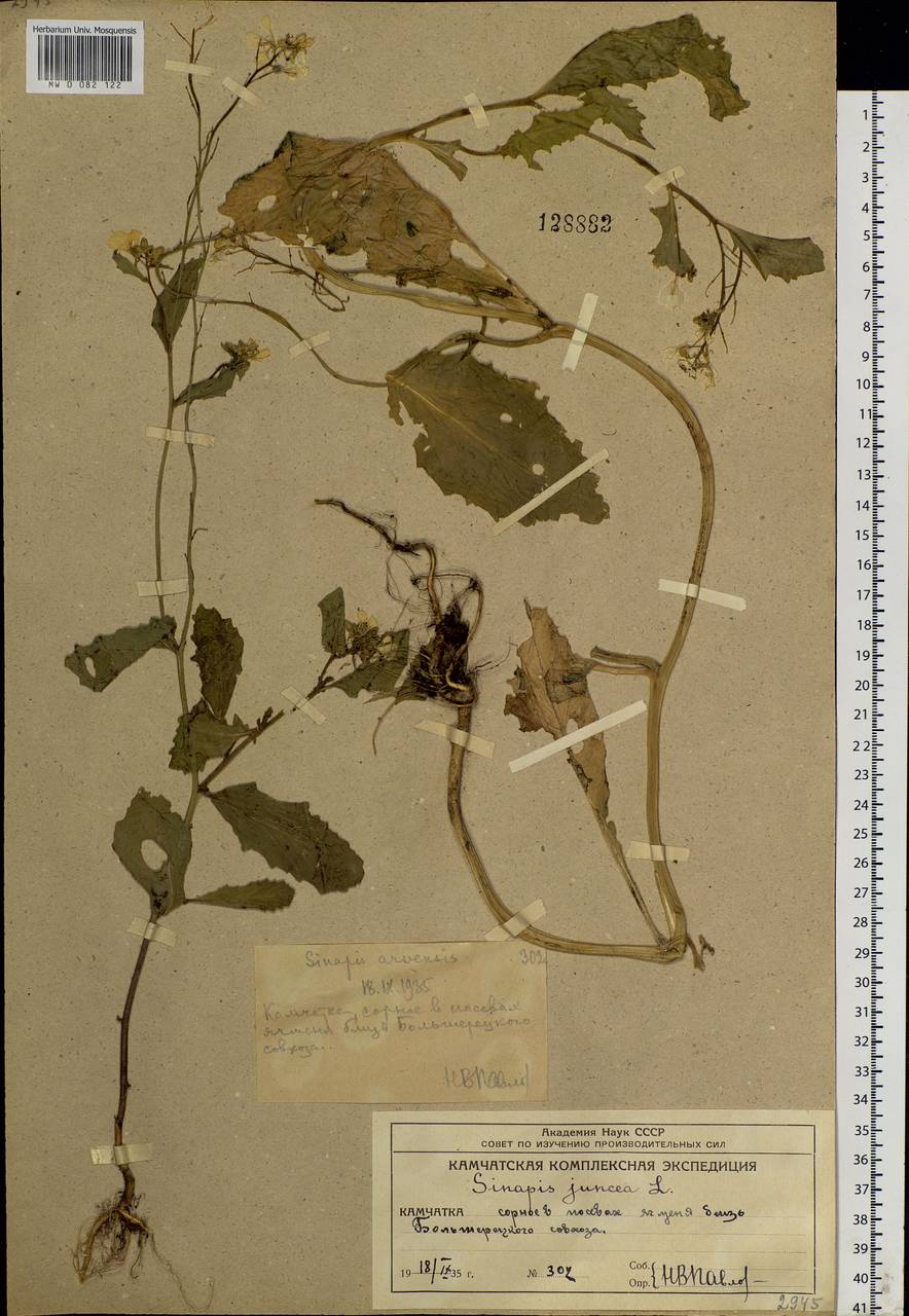 Sinapis arvensis L., Siberia, Chukotka & Kamchatka (S7) (Russia)