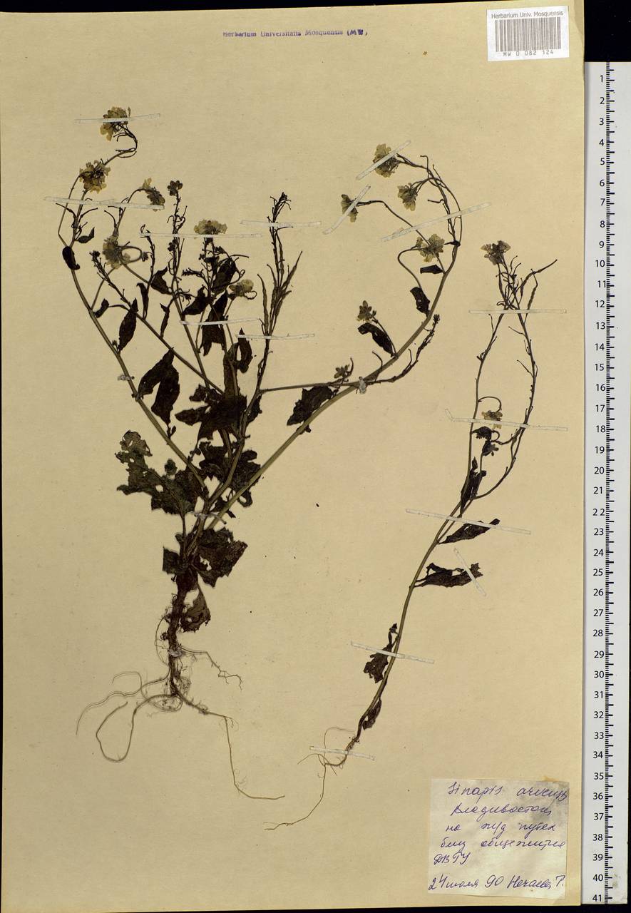 Rhamphospermum arvense (L.) Andrz. ex Besser, Siberia, Russian Far East (S6) (Russia)