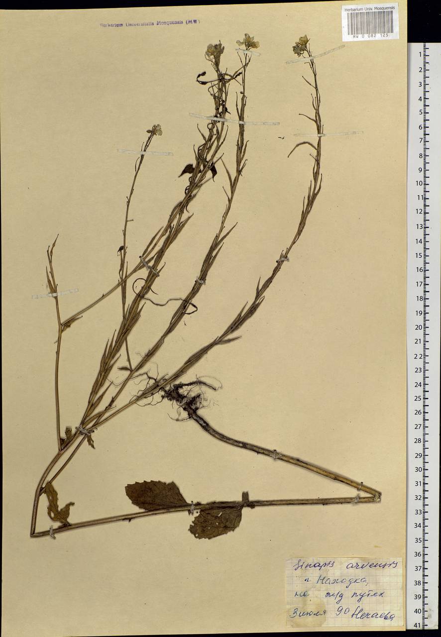 Rhamphospermum arvense (L.) Andrz. ex Besser, Siberia, Russian Far East (S6) (Russia)