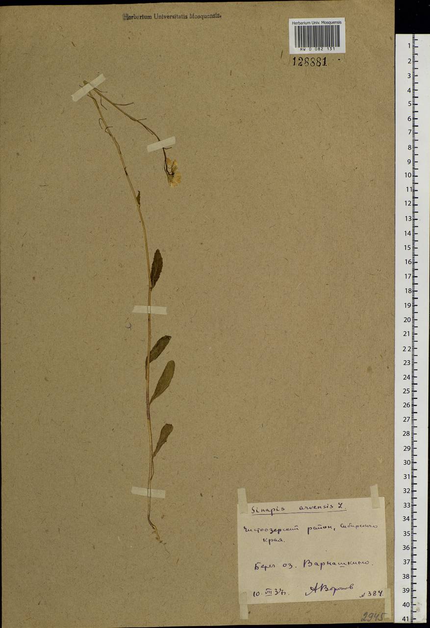 Rhamphospermum arvense (L.) Andrz. ex Besser, Siberia, Western Siberia (S1) (Russia)