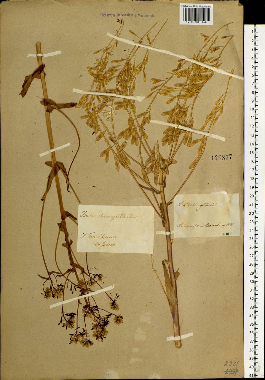 Isatis oblongata DC., Siberia, Baikal & Transbaikal region (S4) (Russia)