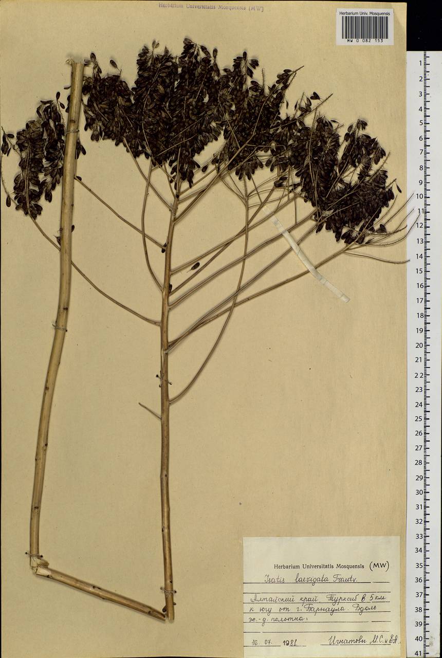 Isatis laevigata Trautv., Siberia, Altai & Sayany Mountains (S2) (Russia)