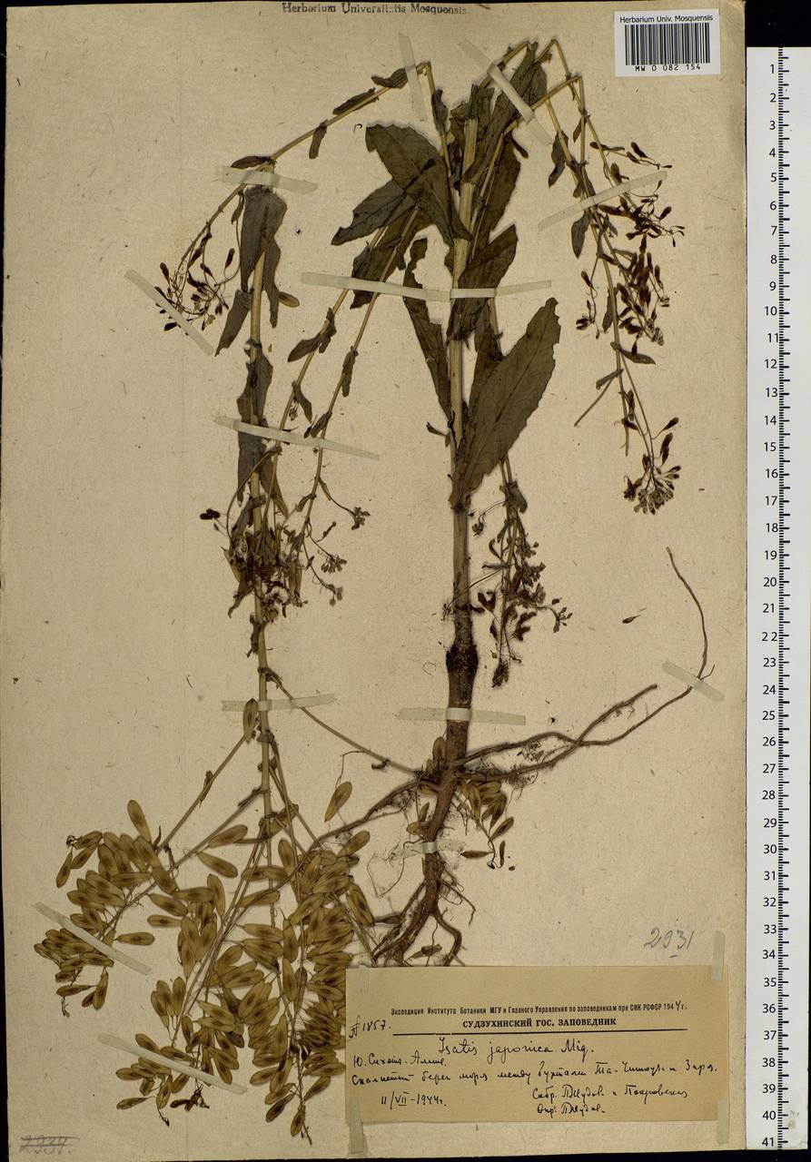 Isatis tinctoria L., Siberia, Russian Far East (S6) (Russia)