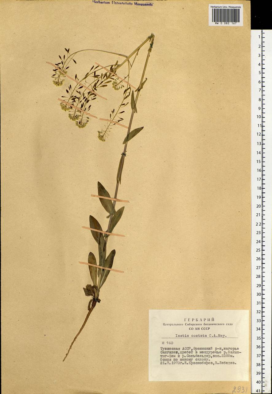Isatis costata C.A.Mey., Siberia, Altai & Sayany Mountains (S2) (Russia)