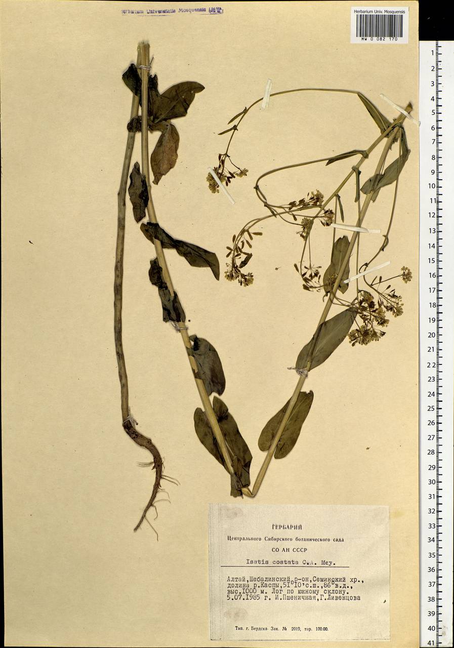 Isatis costata C. A. Mey., Siberia, Altai & Sayany Mountains (S2) (Russia)