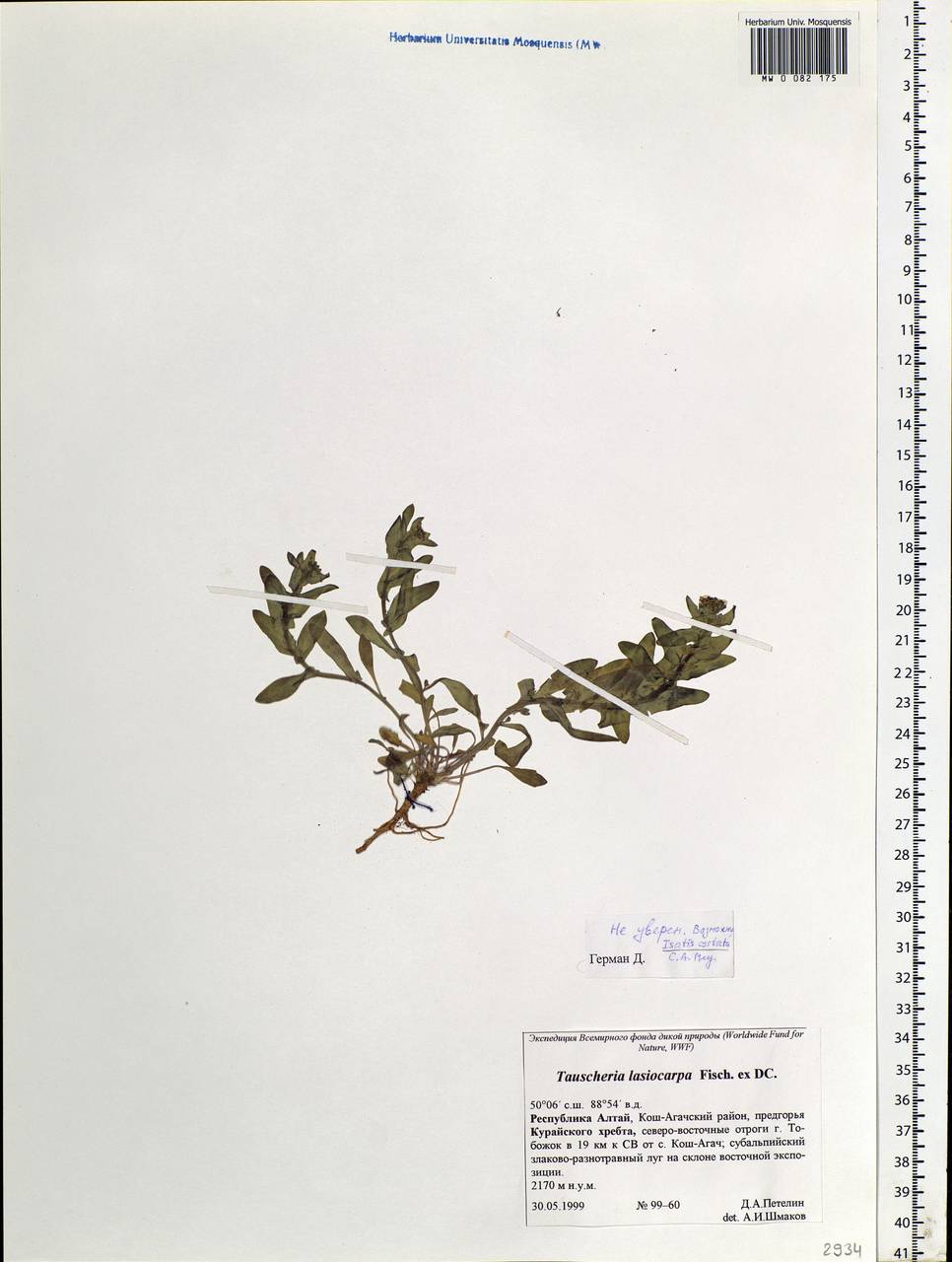 Isatis costata C. A. Mey., Siberia, Altai & Sayany Mountains (S2) (Russia)