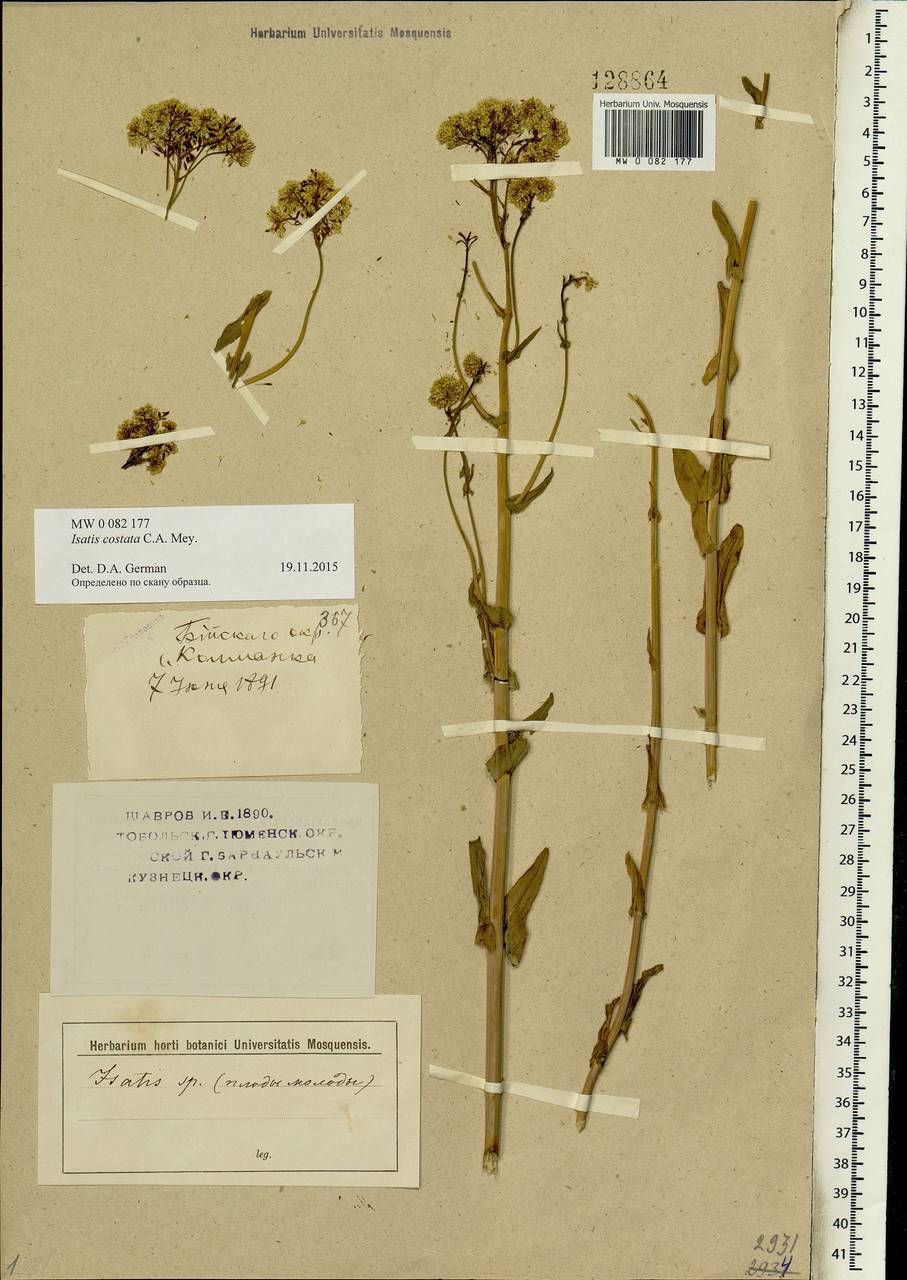 Isatis costata C. A. Mey., Siberia, Altai & Sayany Mountains (S2) (Russia)