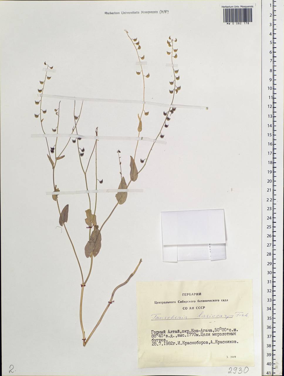 Isatis gymnocarpa (Fisch. ex DC.) Al-Shehbaz, Moazzeni & Mumm., Siberia, Altai & Sayany Mountains (S2) (Russia)