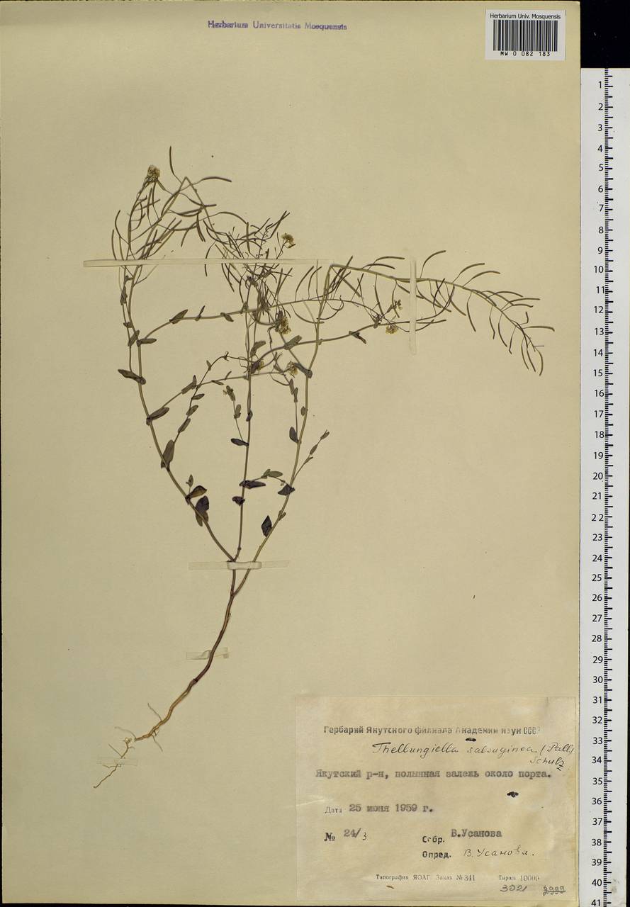Eutrema salsugineum (Pall.) Al-Shehbaz & S.I. Warwick, Siberia, Yakutia (S5) (Russia)