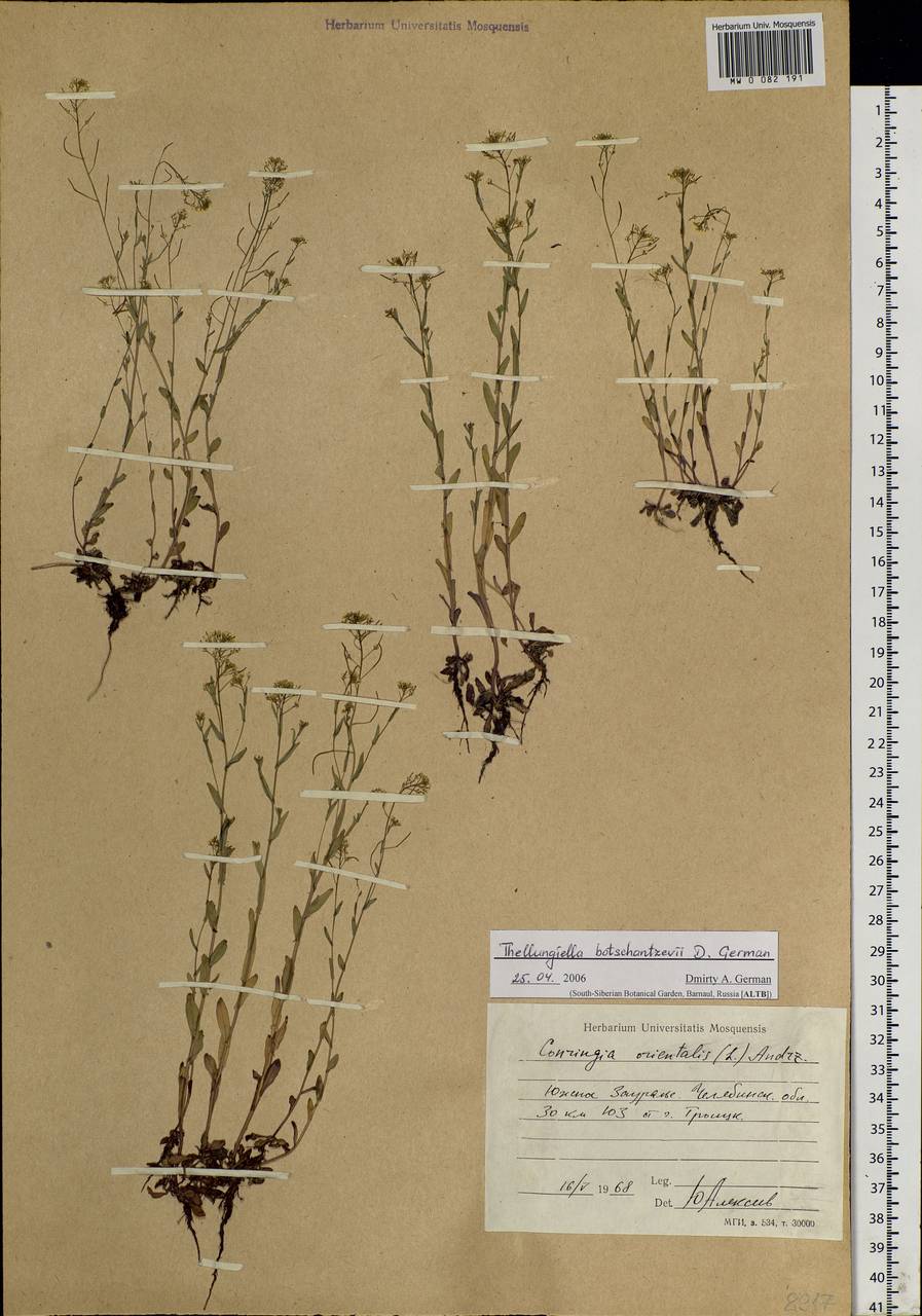 Eutrema botschantzevii (D. A. German) Al-Shehbaz & Warwick, Eastern Europe, Eastern region (E10) (Russia)
