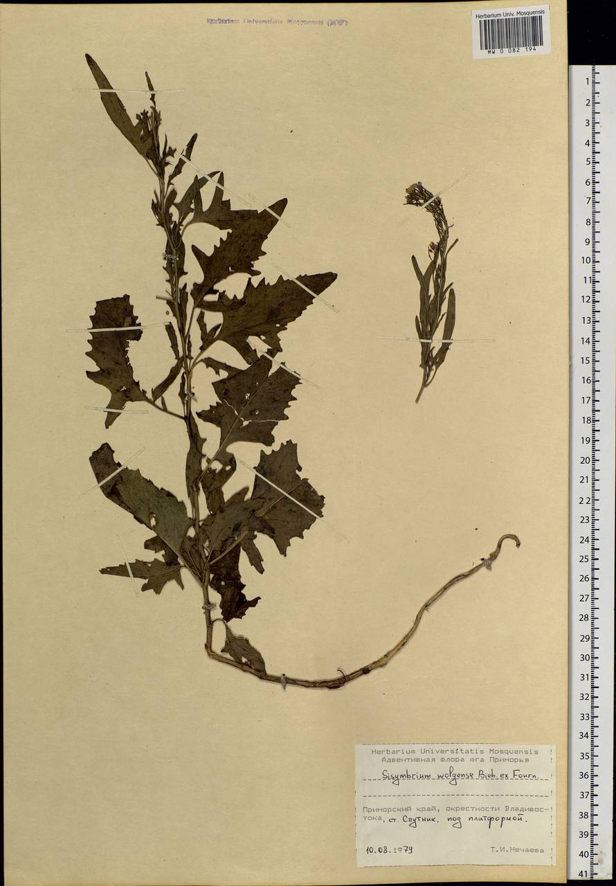 Sisymbrium volgense M. Bieb. ex E. Fourn., Siberia, Russian Far East (S6) (Russia)