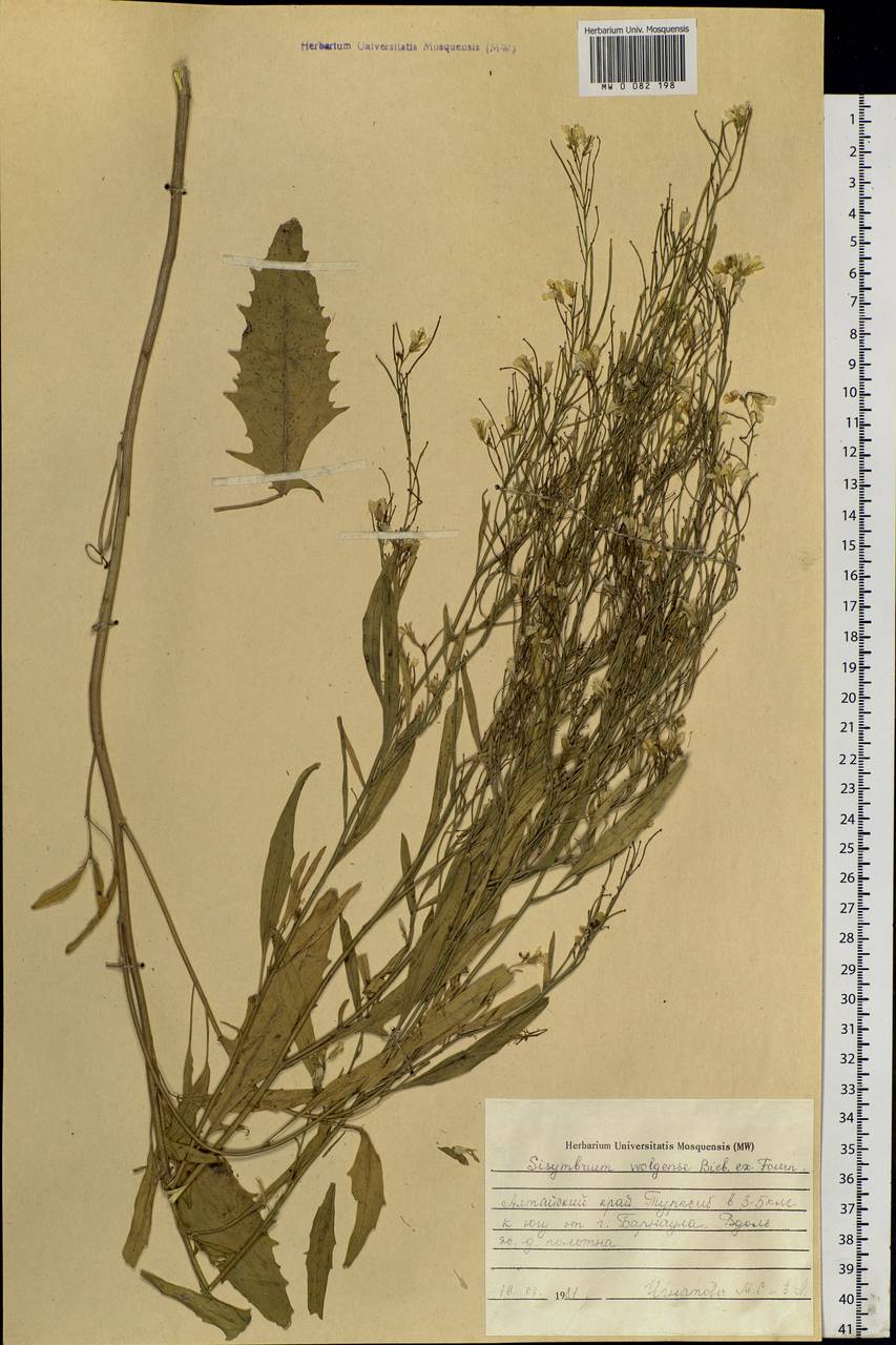 Sisymbrium volgense M. Bieb. ex E. Fourn., Siberia, Altai & Sayany Mountains (S2) (Russia)