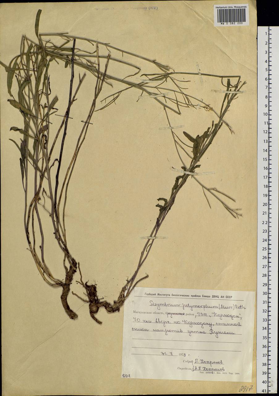 Sisymbrium polymorphum (Murray) Roth, Siberia, Chukotka & Kamchatka (S7) (Russia)