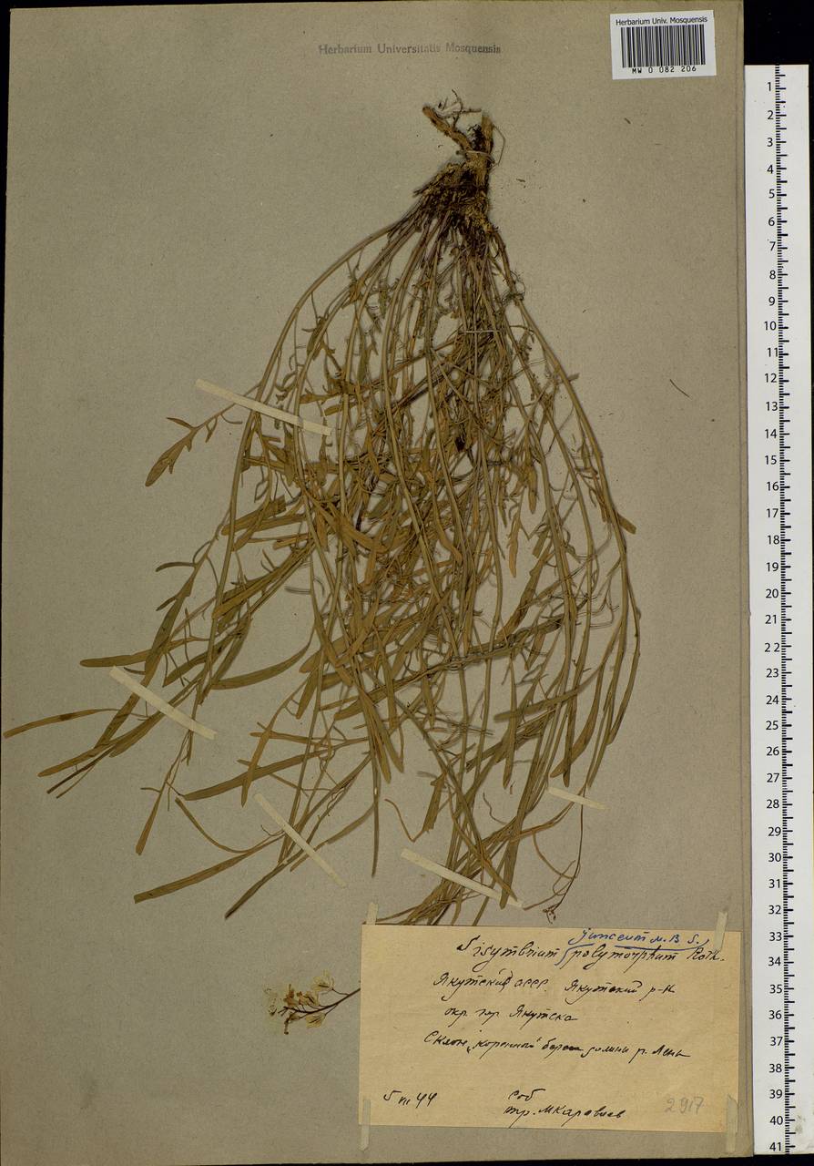 Sisymbrium polymorphum (Murray) Roth, Siberia, Yakutia (S5) (Russia)