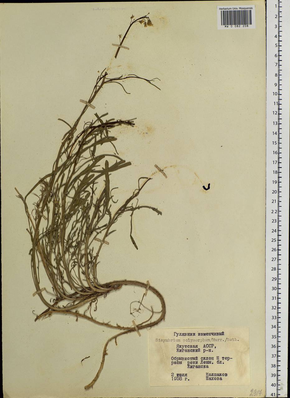 Sisymbrium polymorphum (Murray) Roth, Siberia, Yakutia (S5) (Russia)