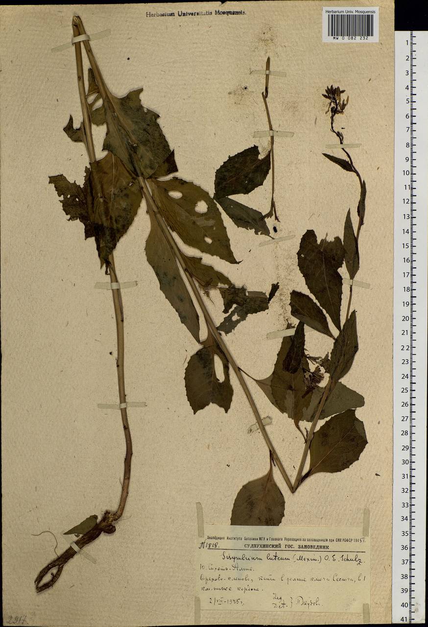 Sisymbrium luteum (Maxim.) O.E. Schulz, Siberia, Russian Far East (S6) (Russia)