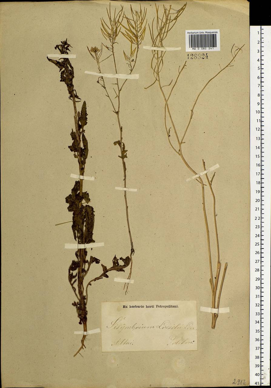 Sisymbrium loeselii L., Siberia, Altai & Sayany Mountains (S2) (Russia)