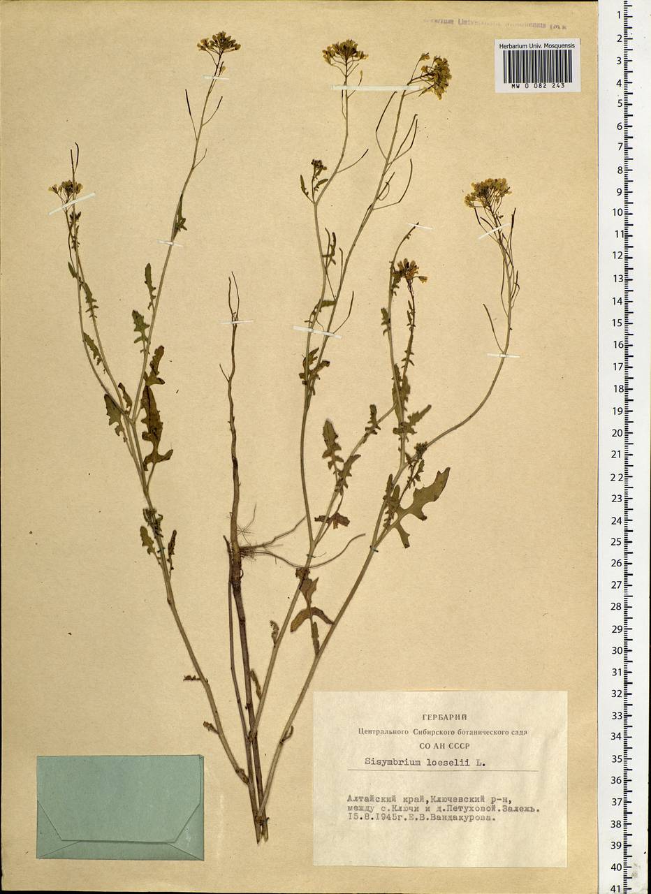 Sisymbrium loeselii L., Siberia, Altai & Sayany Mountains (S2) (Russia)
