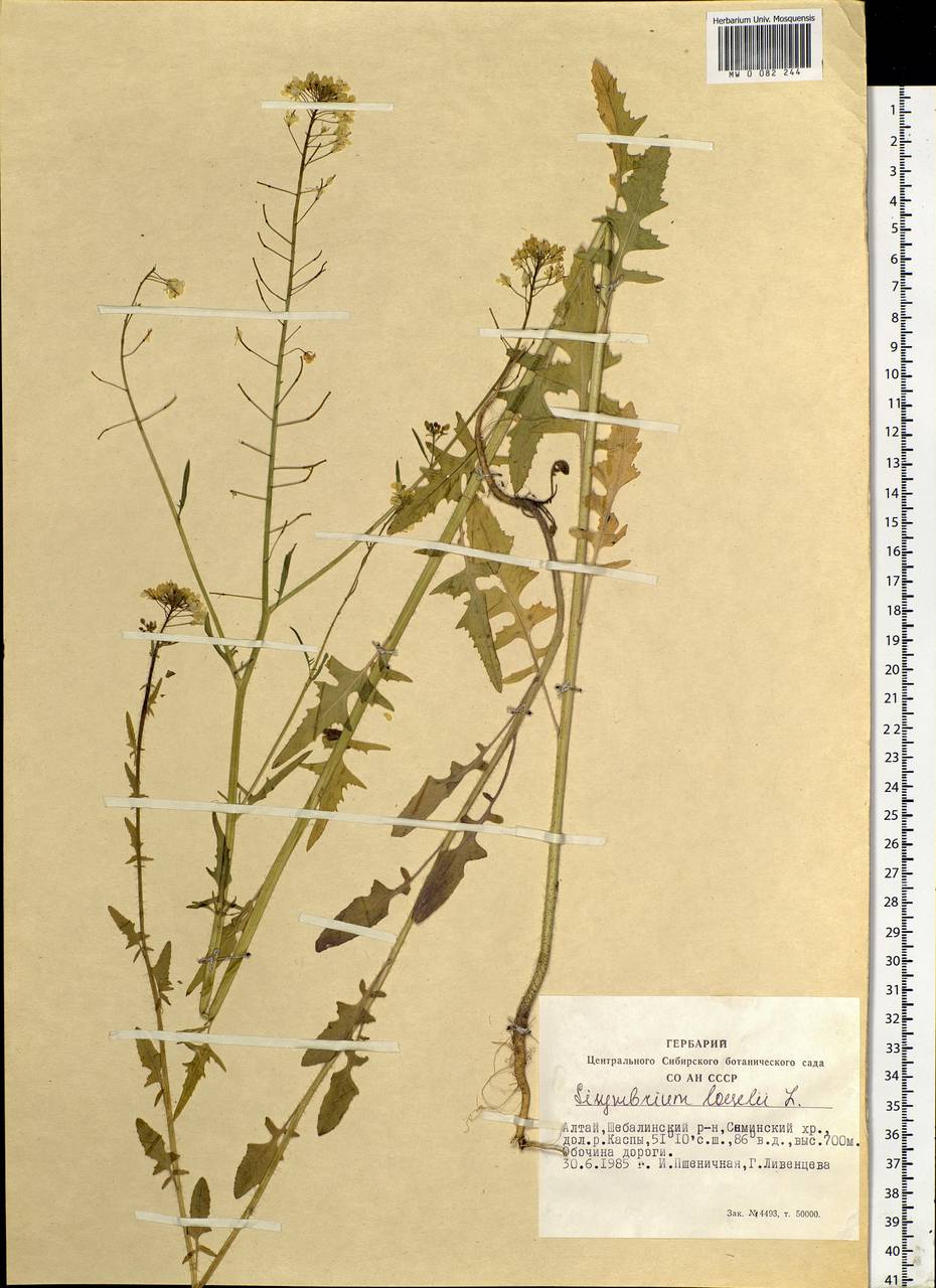 Sisymbrium loeselii L., Siberia, Altai & Sayany Mountains (S2) (Russia)