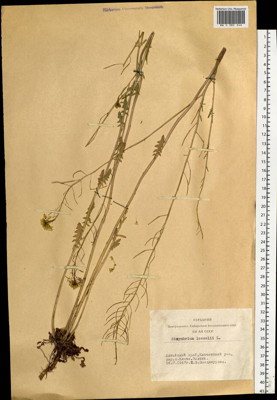 Sisymbrium loeselii L., Siberia, Altai & Sayany Mountains (S2) (Russia)