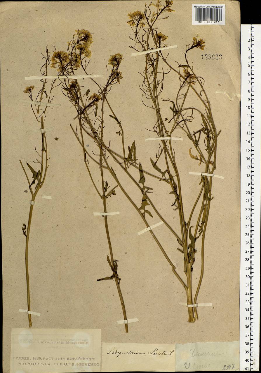 Sisymbrium loeselii L., Siberia, Altai & Sayany Mountains (S2) (Russia)