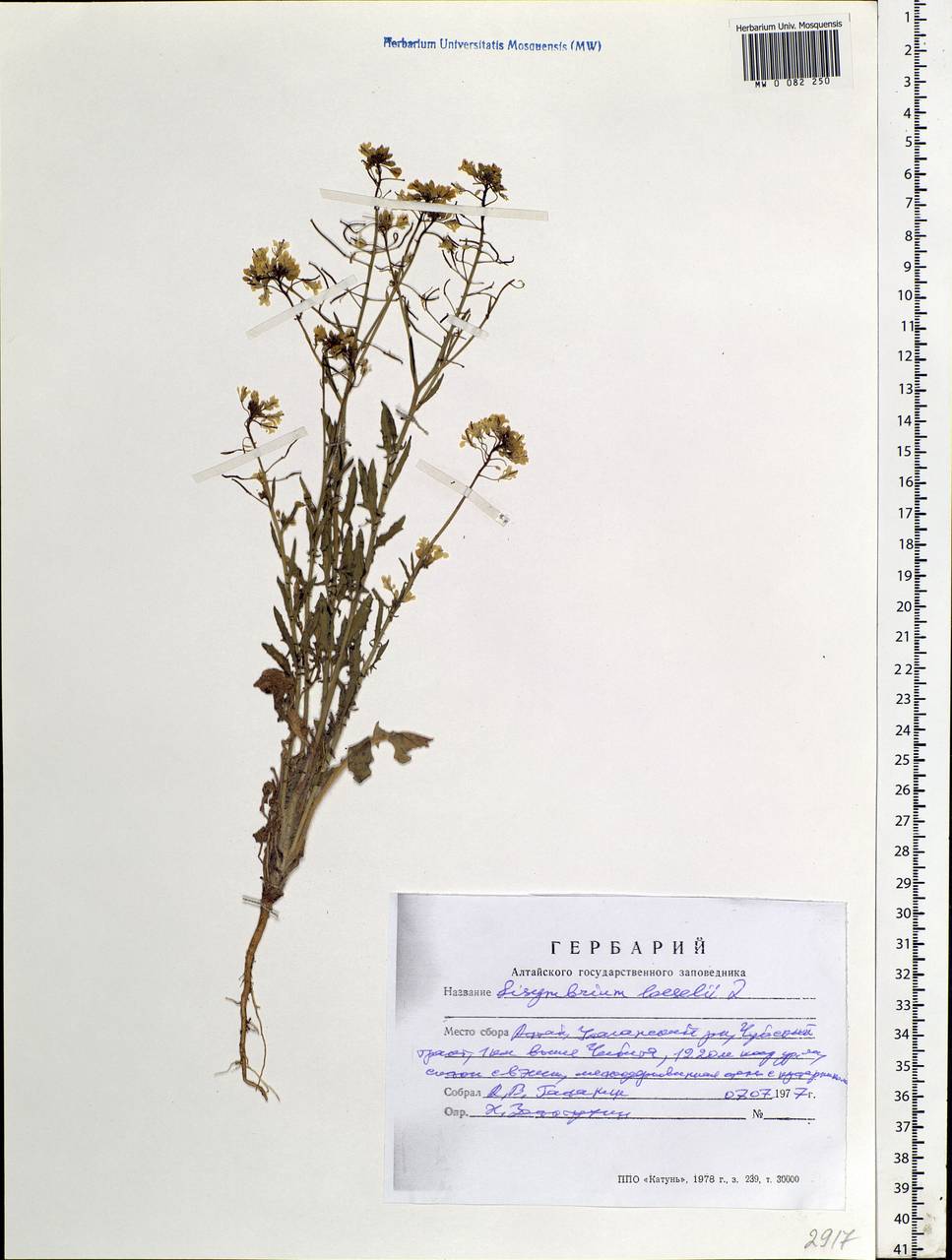 Sisymbrium loeselii L., Siberia, Altai & Sayany Mountains (S2) (Russia)