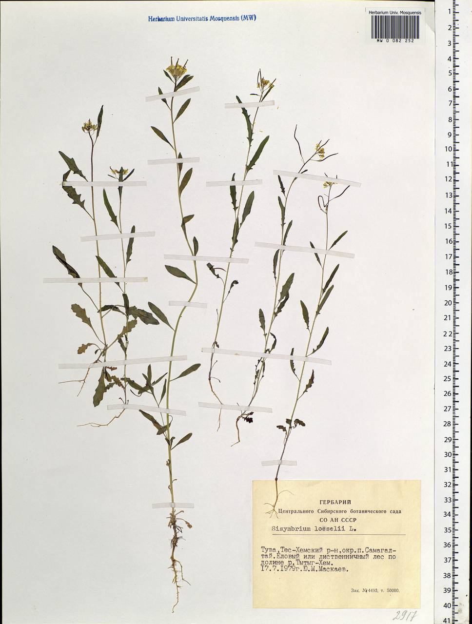 Sisymbrium loeselii L., Siberia, Altai & Sayany Mountains (S2) (Russia)