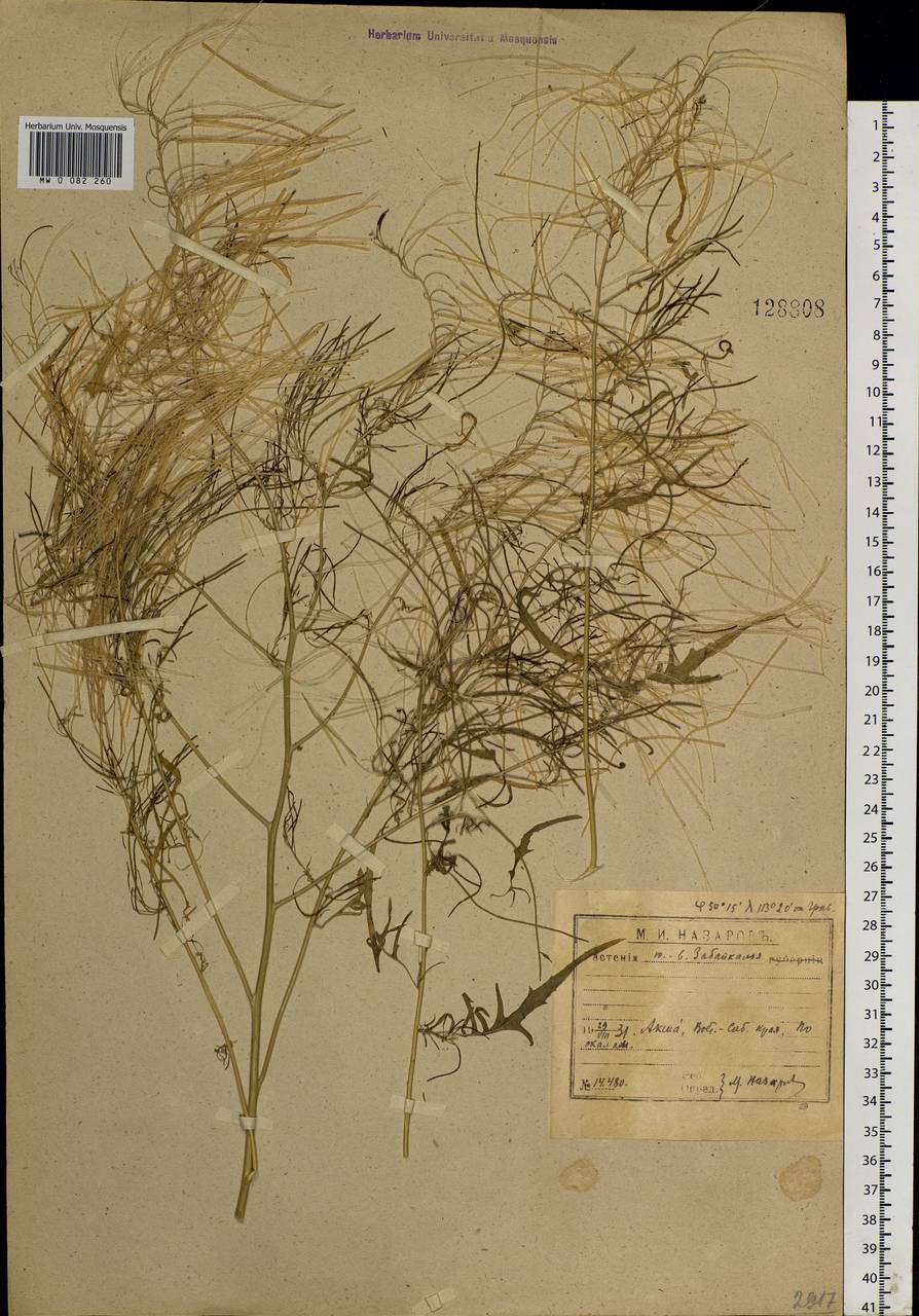 Sisymbrium heteromallum C. A. Mey., Siberia, Baikal & Transbaikal region (S4) (Russia)