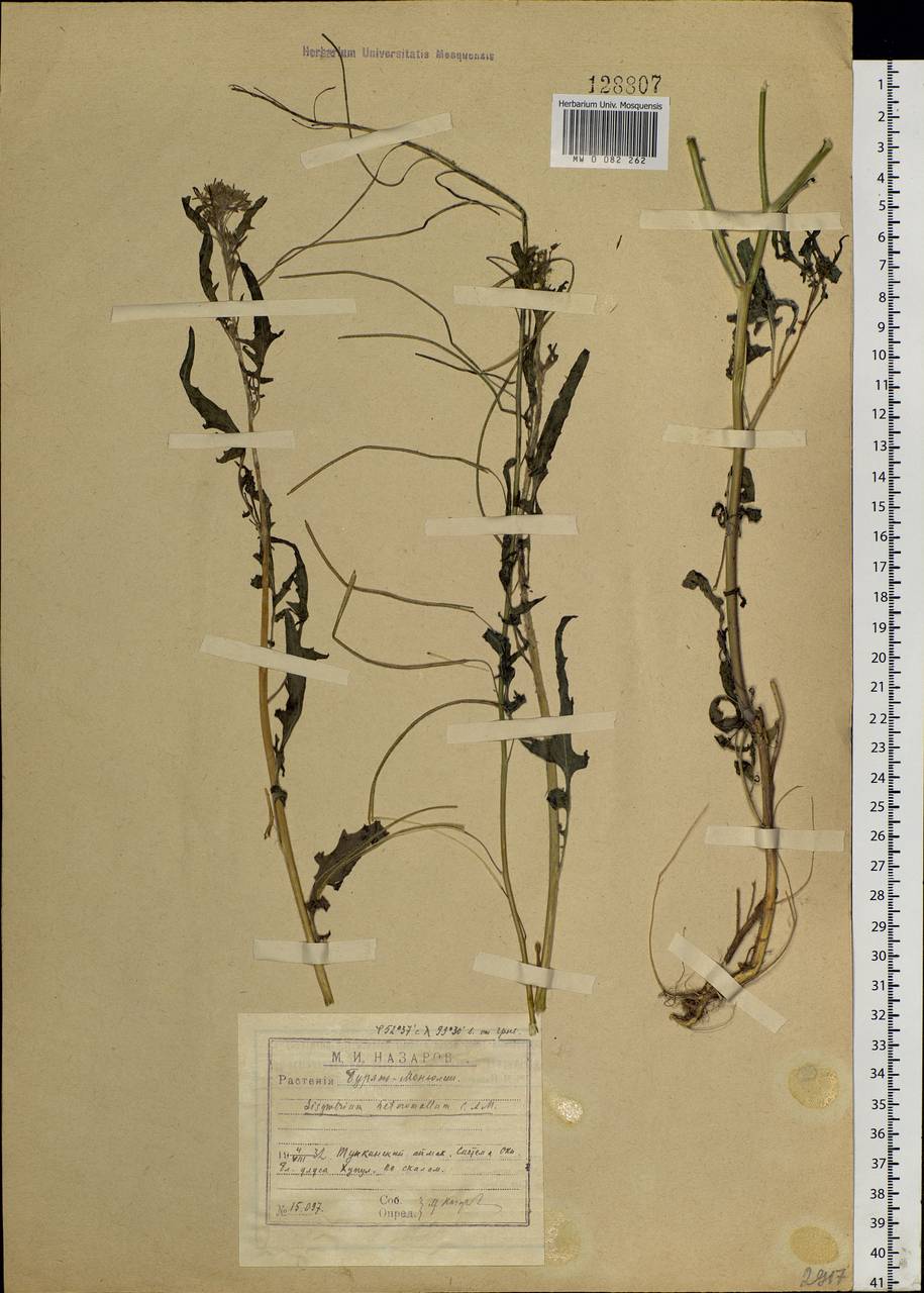 Sisymbrium heteromallum C. A. Mey., Siberia, Baikal & Transbaikal region (S4) (Russia)