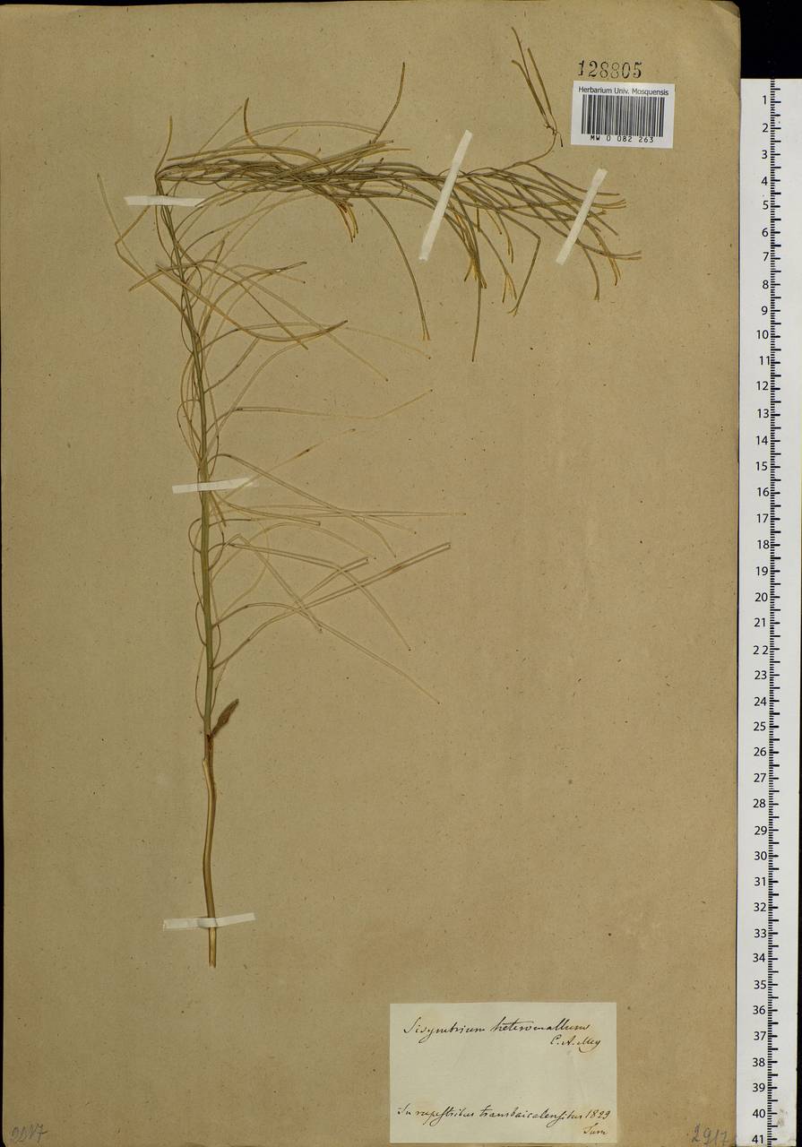 Sisymbrium heteromallum C.A.Mey., Siberia, Baikal & Transbaikal region (S4) (Russia)