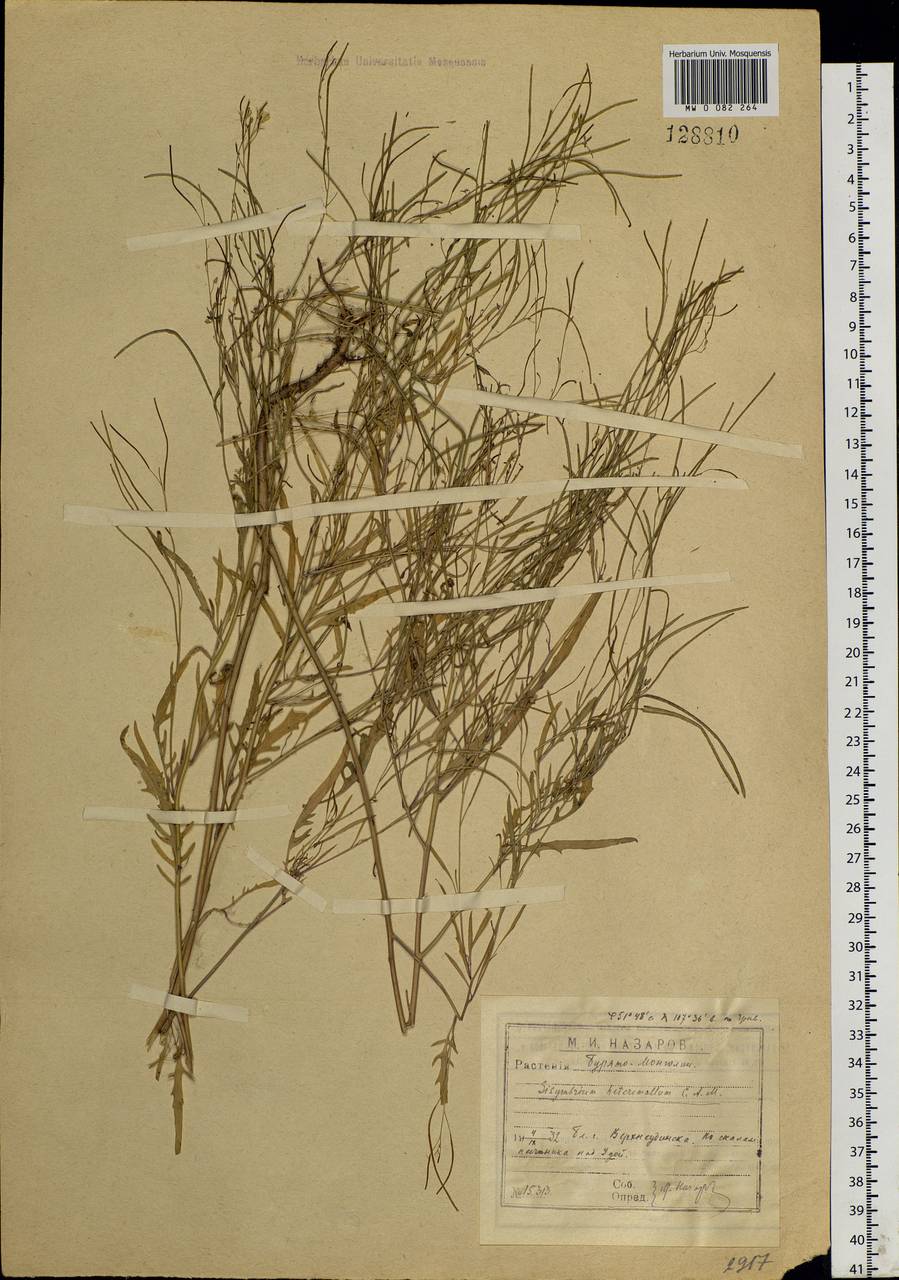 Sisymbrium heteromallum C. A. Mey., Siberia, Baikal & Transbaikal region (S4) (Russia)